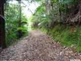 Bosque Estatal de Toro Negro - OROCOVIS, JAYUYA, JUANA DÍAZ